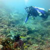 Picture taken during the dive