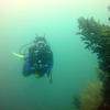 Picture taken during the dive