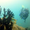 Picture taken during the dive