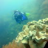 Picture taken during the dive