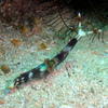 Picture taken during the dive