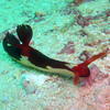 Picture taken during the dive