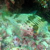 Picture taken during the dive