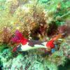 Picture taken during the dive