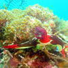 Picture taken during the dive