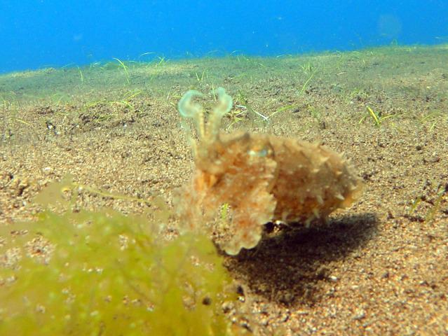 Harolds Diving Centre - Dive Center in Philippines