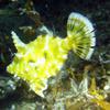 Picture taken during the dive