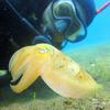 Picture taken during the dive