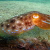 Picture taken during the dive