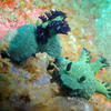 Picture taken during the dive