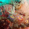 Picture taken during the dive