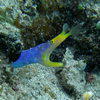 Picture taken during the dive