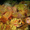 Picture taken during the dive