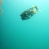 Picture taken during the dive