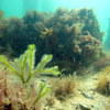Picture taken during the dive