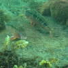 Picture taken during the dive