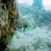 Picture taken during the dive