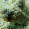 Picture taken during the dive