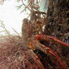 Picture taken during the dive