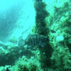 Picture taken during the dive
