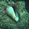 Picture taken during the dive