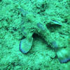 Picture taken during the dive