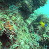 Picture taken during the dive