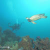 Picture taken during the dive