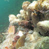 Picture taken during the dive