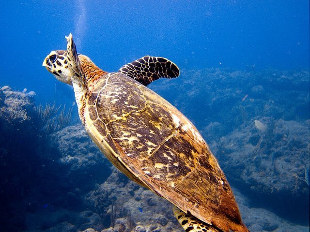 Diving in Cul de Sac, Sint Maarten - By Colin Cren