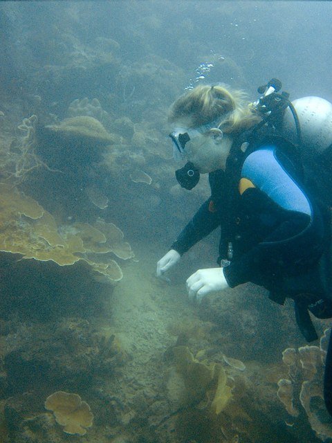 Sea Dive Center - Dive Center in Philippines