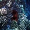 Picture taken during the dive