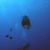 Picture taken during the dive