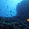 Picture taken during the dive