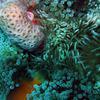 Picture taken during the dive