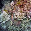 Picture taken during the dive