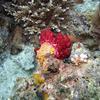 Picture taken during the dive