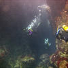 Picture taken during the dive