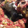 Picture taken during the dive