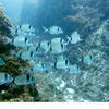 Picture taken during the dive