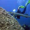 Picture taken during the dive