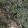 Picture taken during the dive
