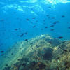 Picture taken during the dive