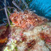 Picture taken during the dive