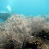 Picture taken during the dive