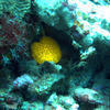 Picture taken during the dive