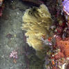 Picture taken during the dive