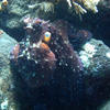Picture taken during the dive