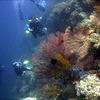 Picture taken during the dive