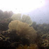 Picture taken during the dive
